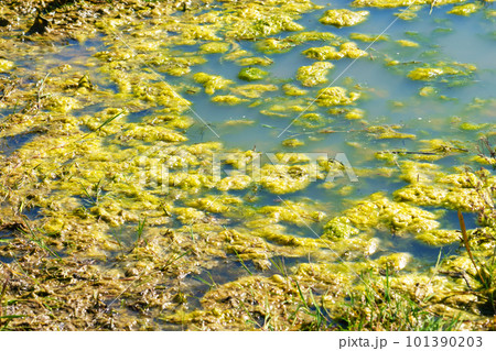 Green swamp algae in summer swampland close up 101390203