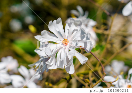 White beautiful flower magnolia stellata tree on a branch closeup White beautiful flower magnolia stellata tree on a branch closeup 101390211