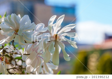 White flower of Magnolia stellata in city street on sky background White flower of Magnolia stellata in city street on sky background 101390212