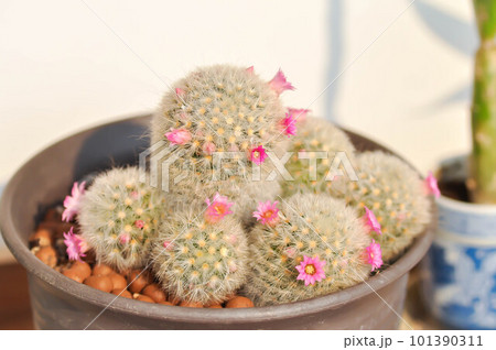 Mammillaria carmenae ,Mammillaria or cactus or succulent or Mammillaria carmenae with pink flower 101390311
