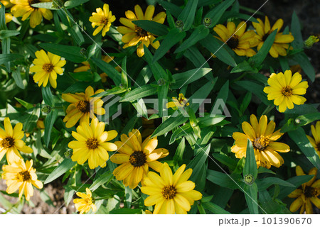 Yellow zinnia flowers bloom in the garden in summer Yellow zinnia flowers bloom in the garden in summer 101390670