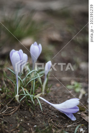 Wild purple crocuses blooming in their natural environment in the forest. Spring background 101391239
