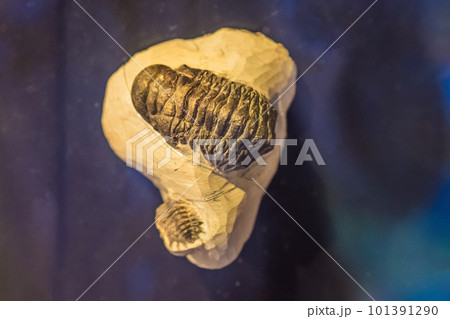 Ancient trilobites in a stone. 500 million Year old Trilobite. Trilobites meaning three lobes are a fossil group of extinct marine arachnomorph arthropods, form the class Trilobita Ancient trilobites in a stone. 500 million Year old Trilobite. Trilobites meaning three lobes are a fossil group of extinct marine arachnomorph arthropods, form the class Trilobita 101391290
