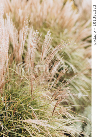 Abstract natural background of soft plants Cortaderia selloana. Pampas grass on a blurry bokeh, Dry reeds boho style. Fluffy stems of tall grass, autumn 101391323