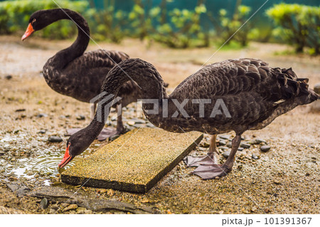 Black swans drink some water from a puddle Black swans drink some water from a puddle 101391367