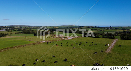 Picturesque fields of the south of Ireland under a blue sky on a sunny summer day. Animals in the pasture. Agricultural landscape. Livestock lands, top view. Green grass field under blue sky 101391699