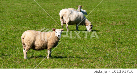 A few cute sheep on a green grass pasture on a summer day. Animals in the meadow. Farm. White sheep on green grass field 101391716