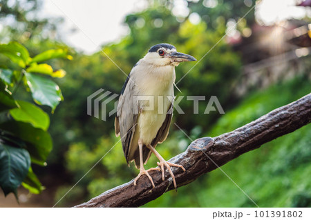 Black crowned night heron croak Malaysia, Kuala Lumpur Black crowned night heron croak Malaysia, Kuala Lumpur 101391802