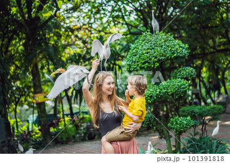 Mother and son feeding ibes in the park. Little Egret Cattle egret Bubulcus ibis Waters Edge. Family spends time in the park together Mother and son feeding ibes in the park. Little Egret Cattle egret Bubulcus ibis Waters Edge. Family spends time in the park together 101391818