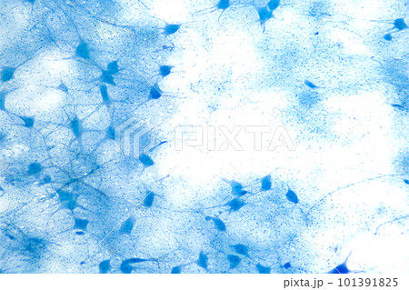 Motor neuron cells, whole mount, 8X light micrograph. Motoneurons under a light microscope. Motor neurous cells, also called efferent neurons, with axons, nerve fibers, that carry electrical signals. 101391825