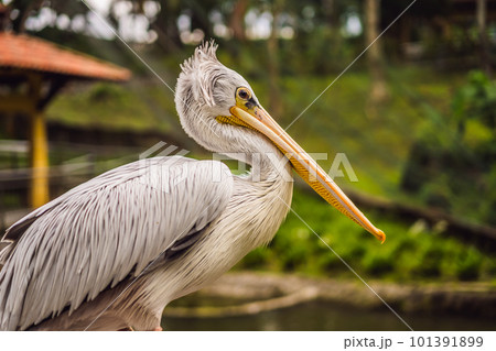Great white pelican also known as the eastern white pelican, rosy pelican or white pelican Pelecanus onocrotalus Great white pelican also known as the eastern white pelican, rosy pelican or white pelican Pelecanus onocrotalus 101391899