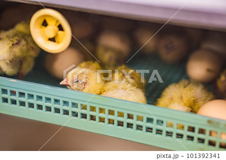 Large group of newly hatched chicks on a chicken farm Large group of newly hatched chicks on a chicken farm 101392341