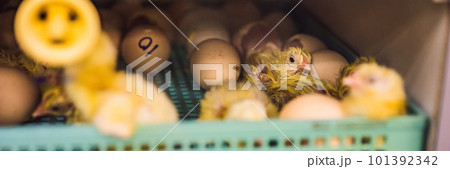 Large group of newly hatched chicks on a chicken farm BANNER, LONG FORMAT Large group of newly hatched chicks on a chicken farm BANNER, LONG FORMAT 101392342