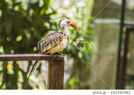 Southern Yellow-billed Hornbill Tockus leucomelas the flying Banana 101392462