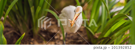 Little Egret Cattle egret Bubulcus ibis Waters Edge BANNER, LONG FORMAT Little Egret Cattle egret Bubulcus ibis Waters Edge BANNER, LONG FORMAT 101392852