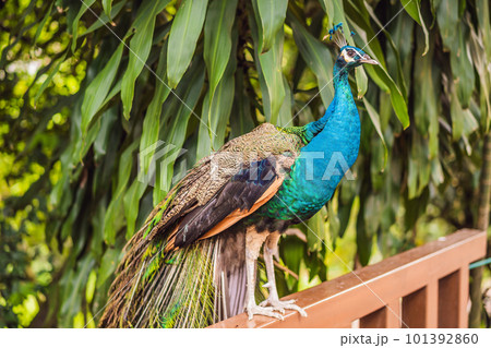 Portrait of a beautiful and colorful Blue Ribbon Peacock Portrait of a beautiful and colorful Blue Ribbon Peacock 101392860