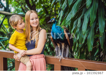 Happy family mom and son watching peacock in the park Happy family mom and son watching peacock in the park 101392867