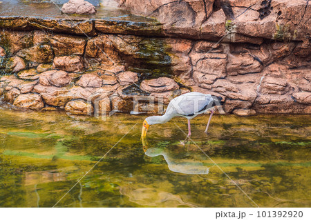 The Yellow-billed Stork, Mycteria ibis, is a large wading bird in the stork family Ciconiidae 101392920