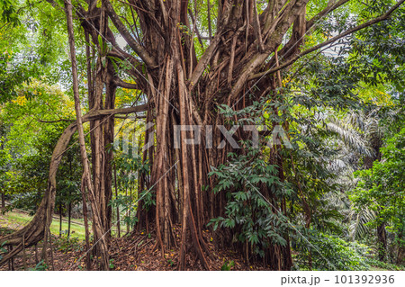 big tree root in the jungle wild. amazing banyan root in deep tropical forest. A old tree has roots for natural background big tree root in the jungle wild. amazing banyan root in deep tropical forest. A old tree has roots for natural background 101392936