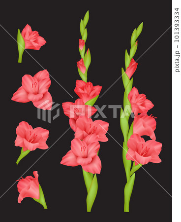 Gladiolus. Beautiful flowers colourful red buds decent vector realistic pictures 101393334