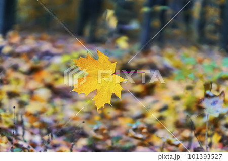 Autumn leaf fall. Falling leaf close up swirling in air Autumn leaf fall. Falling leaf close up swirling in air 101393527