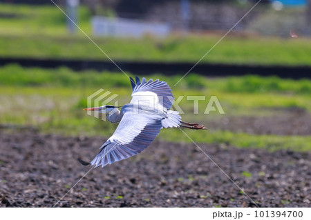 飛び立とうするアオサギ 101394700