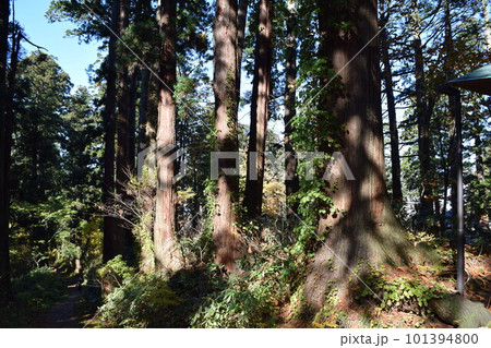 羽黒山の杉並木 羽黒山の杉並木 101394800