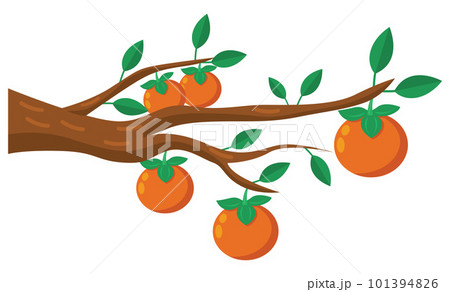 Persimmon Branch Illustration 101394826