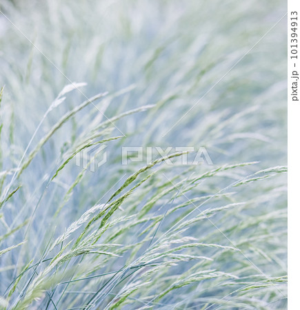 Background from decorative grass Blue fescue. Spikelets of Festuca glauca Background from decorative grass Blue fescue. Spikelets of Festuca glauca 101394913