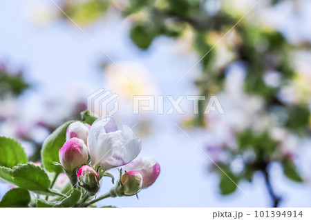 Background of white pink flowers of an apple tree with green leaves in a spring garden. 101394914