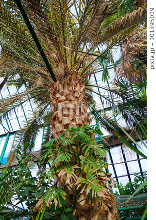 exotic plants grown in a large greenhouse of the botanical garden. exotic plants grown in a large greenhouse of the botanical garden. 101395019