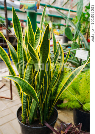 sansevieria. exotic plants grown in a large greenhouse of the botanical garden.  101395035
