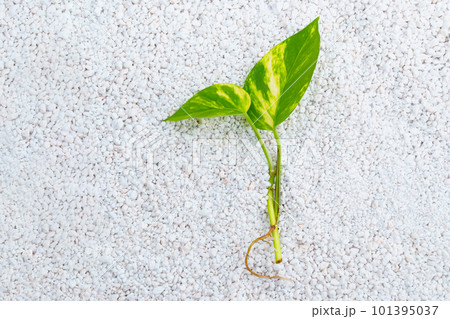 small houseplant sprout on perlite. neutral material for plants 101395037