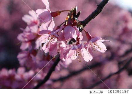 濃いピンク色の花びらに朝陽があたり透けて見える桜の花のある枝をアップで撮影した風景 濃いピンク色の花びらに朝陽があたり透けて見える桜の花のある枝をアップで撮影した風景 101395157