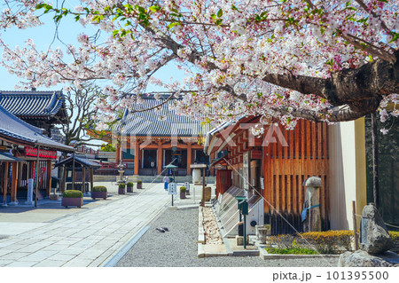 桜と壬生寺 京都府 日本 101395500
