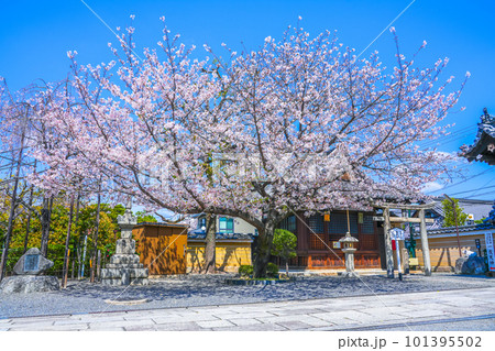 春の壬生寺 京都府 日本 春の壬生寺 京都府 日本 101395502