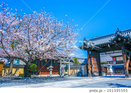 春の壬生寺 京都府 日本 春の壬生寺 京都府 日本 101395503