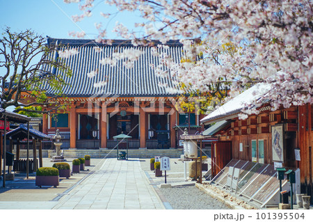 桜と壬生寺 京都府 日本 101395504