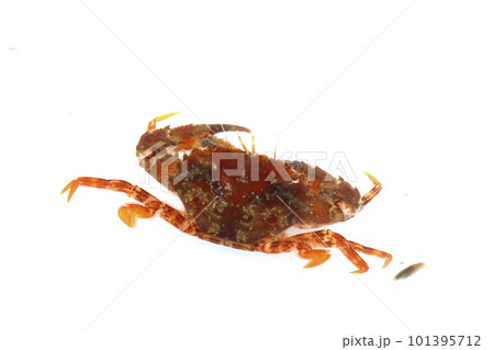 ワタリガニ科の一種 おそらくアカイシガニ ワタリガニ科の一種 おそらくアカイシガニ 101395712