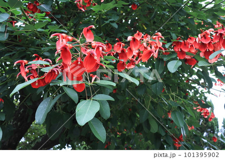 デイゴの花が開花する初夏 デイゴの花が開花する初夏 101395902
