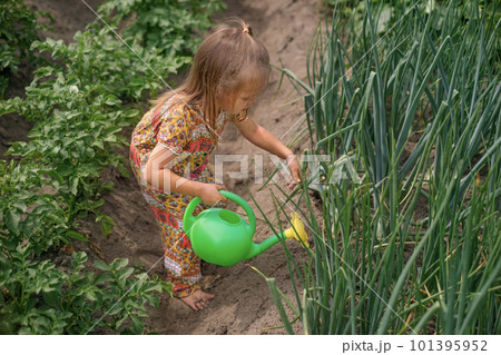 A barefoot child corrects the stems of onions before watering in the field on the beds. The girl irrigates the soil with water from a watering can. 101395952