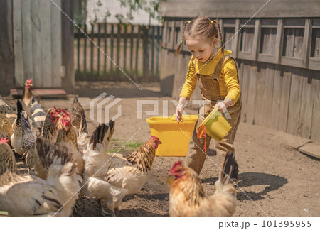 Funny girl with pigtails carries a bucket of water to give chickens and a rooster to drink in the backyard on a hot day Funny girl with pigtails carries a bucket of water to give chickens and a rooster to drink in the backyard on a hot day 101395955
