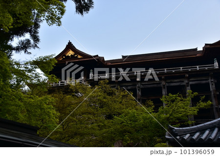 日本の京都　春の清水寺　清水の舞台と呼ばれる本堂と美しい桜　懸造りと呼ばれる格子状に組まれた柱 101396059