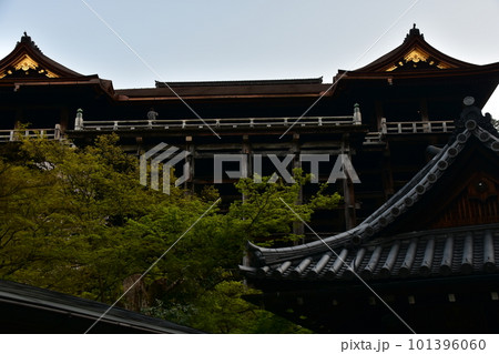 日本の京都　春の清水寺　清水の舞台と呼ばれる本堂と美しい桜　懸造りと呼ばれる格子状に組まれた柱 101396060