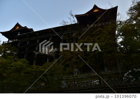 日本の京都　春の清水寺　清水の舞台と呼ばれる本堂と美しい桜　懸造りと呼ばれる格子状に組まれた柱 101396070