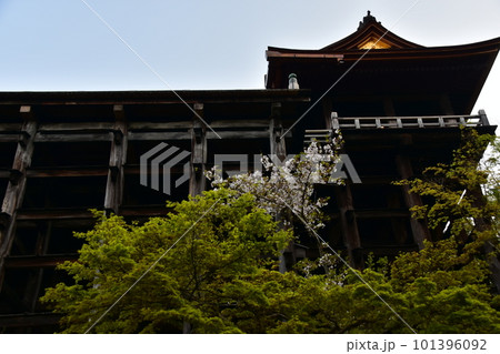 日本の京都 春の清水寺 清水の舞台と呼ばれる本堂と美しい桜 懸造りと呼ばれる格子状に組まれた柱 日本の京都 春の清水寺 清水の舞台と呼ばれる本堂と美しい桜 懸造りと呼ばれる格子状に組まれた柱 101396092