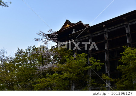 日本の京都 春の清水寺 清水の舞台と呼ばれる本堂と美しい桜 懸造りと呼ばれる格子状に組まれた柱 日本の京都 春の清水寺 清水の舞台と呼ばれる本堂と美しい桜 懸造りと呼ばれる格子状に組まれた柱 101396127