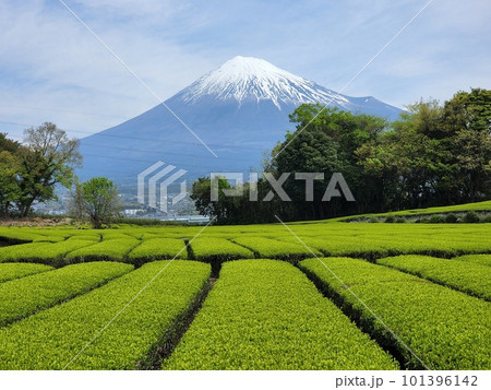 色づく茶畑と富士山 101396142