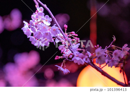 春の夜　妖艶な夜桜と提灯 101396413