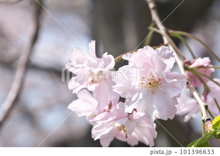 満開のヤエベニシダレ・クローズアップ【花背景】 満開のヤエベニシダレ・クローズアップ【花背景】 101396633